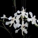 Aerides vandarum 20,00 €