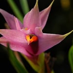 Dendrobium violaceum2 29,00 €