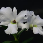 Dendrobium sanderae var luzonica 25,00 €