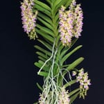 Aerides houlletiana 34,00 €