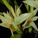 Dendrobium pentapterum 30,00 €