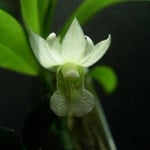 Dendrobium oligophyllum 18,00 €