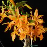 Dendrobium Nobile Firebird 15,00 €