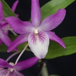 Dendrobium Rainbow Dance 18,00 €
