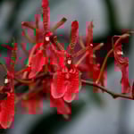 Renanthera philippinensis