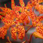 Renanthera monachica
