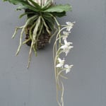 Aerangis somalensis 20,00 €