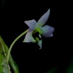 Dendrobium trantuanii 15,00 €