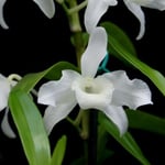 Dendrobium nobile var alba 15,00 €