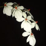 Aerangis rhodosticta 15,00 €