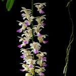 Aerides houlletiana 34,00 €