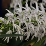 Dendrobium speciosum 81,00 €