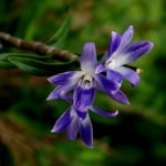 Dendrobium victoria-reginae 12,00 €