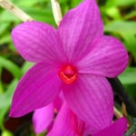Dendrobium sulawesiense 20,00 €