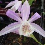 Pleione formasana