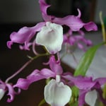 Dendrobium tortile 15,00 €