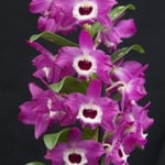 Dendrobium Star Sapphire `Pink` 12,00 €