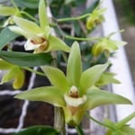 Dendrobium stricklandianum 9,00 €