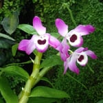 Dendrobium nobile 18,00 €