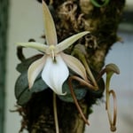 Aerangis punctata 15,00 €