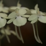 Aerangis citrata 20,00 €