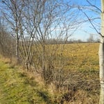 paysage de février avec des haies