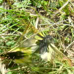 Ascalaphus libelloides s'accouplent. Ces insectes attrapent d'autres insectes en vol.