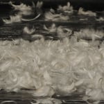 ©Clémence / "Le phénix 2466 selon la légende du Phénix" 