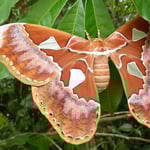 Papillon quatre fenêtre. Photo Pierre Gutierrez.