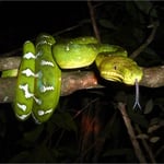 Boa Canin ou Boa émeraude