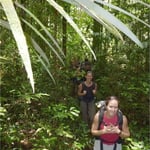 Randonnée en forêt primaire