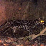 Ocelot sur la rive. Photo Pierre Gutierrez.