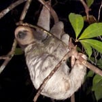 Paresseux à trois doigts