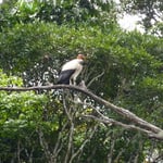Sarcoramphe roi ou vautour pape. Photo Pierre Gutierrez.