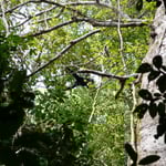 Atèle ou singe araignée. Photo Pierre Gutierrez.