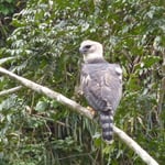 Harpie féroce (jeune)