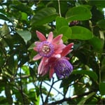 Passiflore en forêt