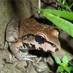 Leptodactylus