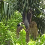 Toucan à bec rouge. Photo Pierre Gutierrez.