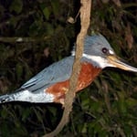 Martin pêcheur à ventre roux (mâle)