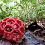Champignon. Photo Pierre Gutierrez.