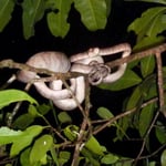 Boa de Cook en digestion