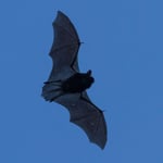 Zwergfledermaus im Flug