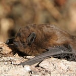Zwergfledermaus
