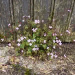 Cros de Géorand - Concours photo 2025 "Au ras du sol sur le plateau ardéchois" - Cécile P.