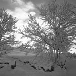 Cros de Géorand - Concours photo 2024 "en noir et blanc sur le plateau ardéchois" - Cécile P.