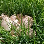 Cros de Géorand - Concours photo 2025 "Au ras du sol sur le plateau ardéchois" - Elisa C.