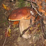 Cros de Géorand - Concours photo 2025 "Au ras du sol sur le plateau ardéchois" - Serge V.