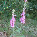 Cros de Géorand - Concours photo 2025 "Au ras du sol sur le plateau ardéchois" - Serge V.