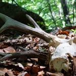 Cros de Géorand - Concours photo 2025 "Au ras du sol sur le plateau ardéchois" - David F.